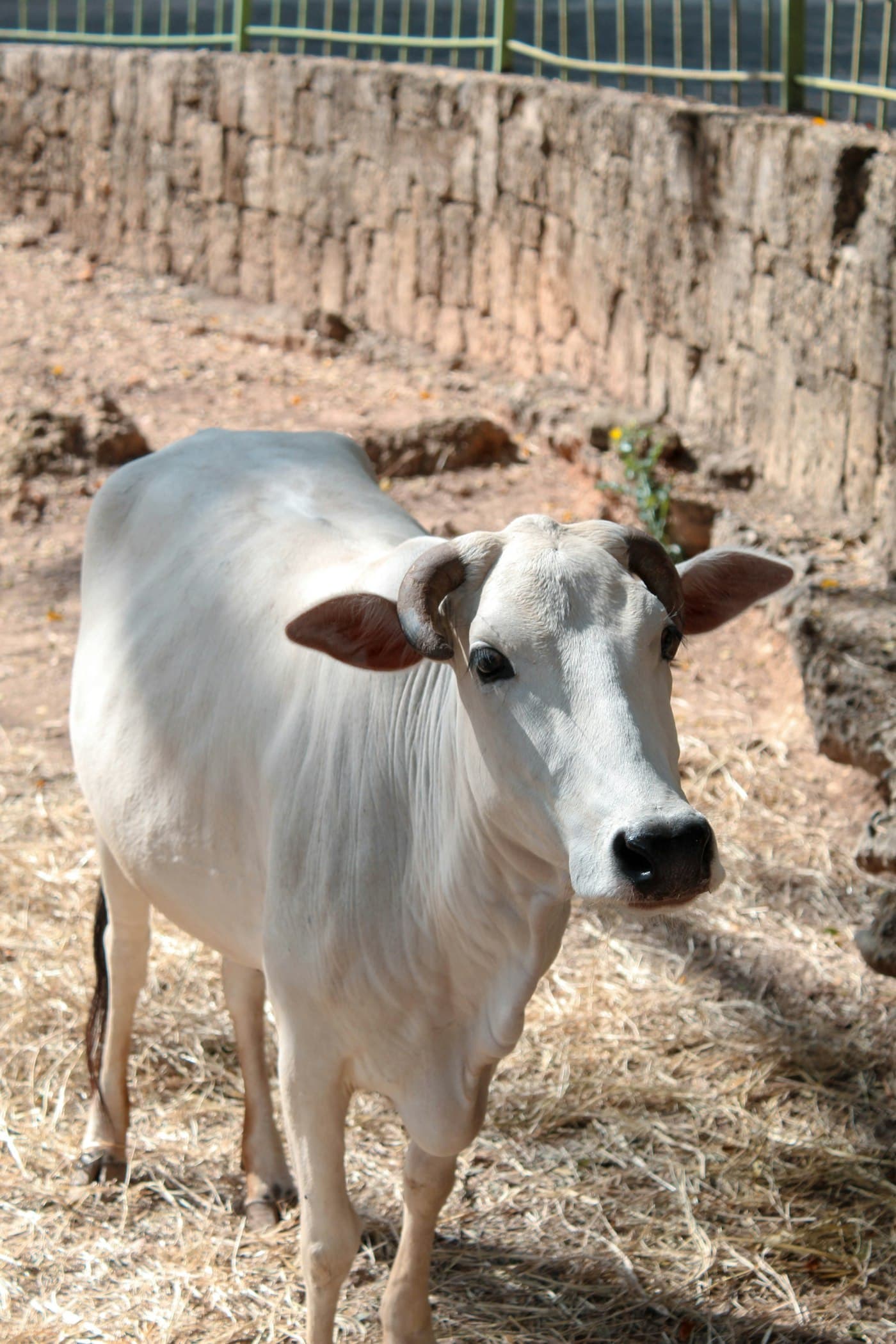 चौरासी पूजा