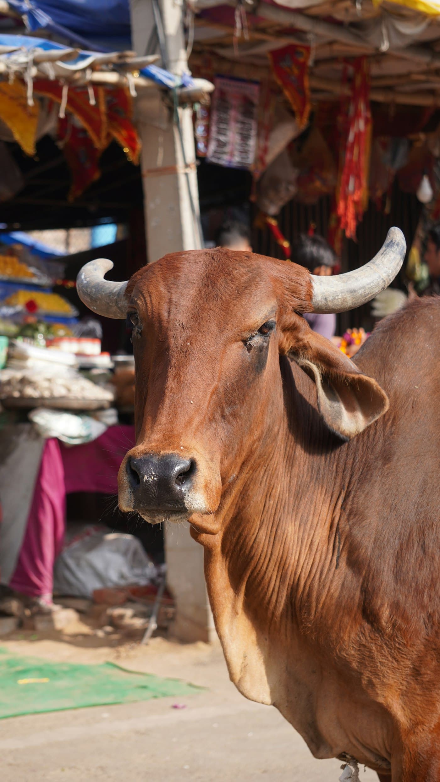 वैतरणी दान