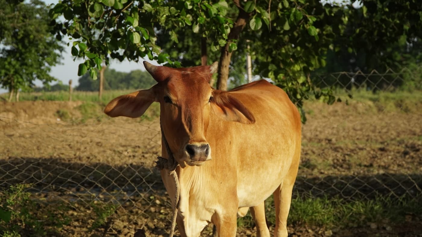 नवग्रह पूजा तथा शान्ति